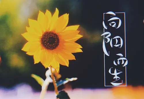 做一个温暖的人，向阳而生