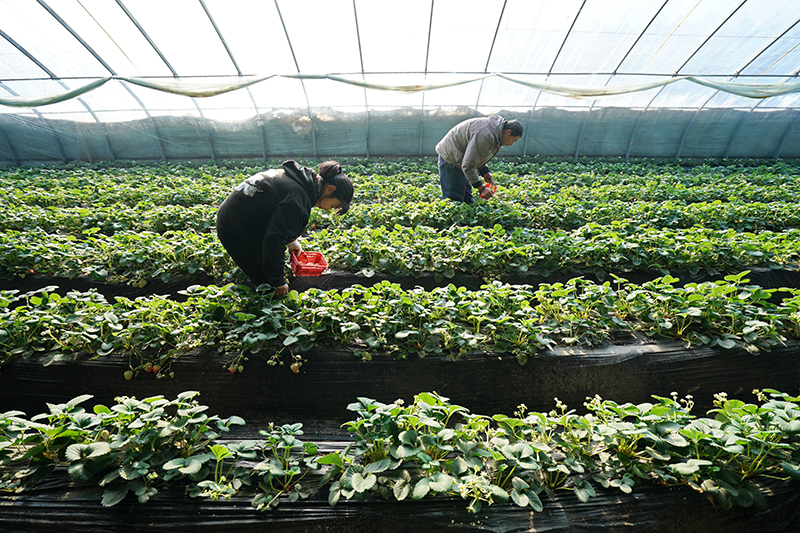 河北栾城：特色种植拓宽农民增收路