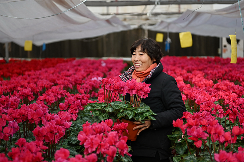 河北栾城：特色种植拓宽农民增收路