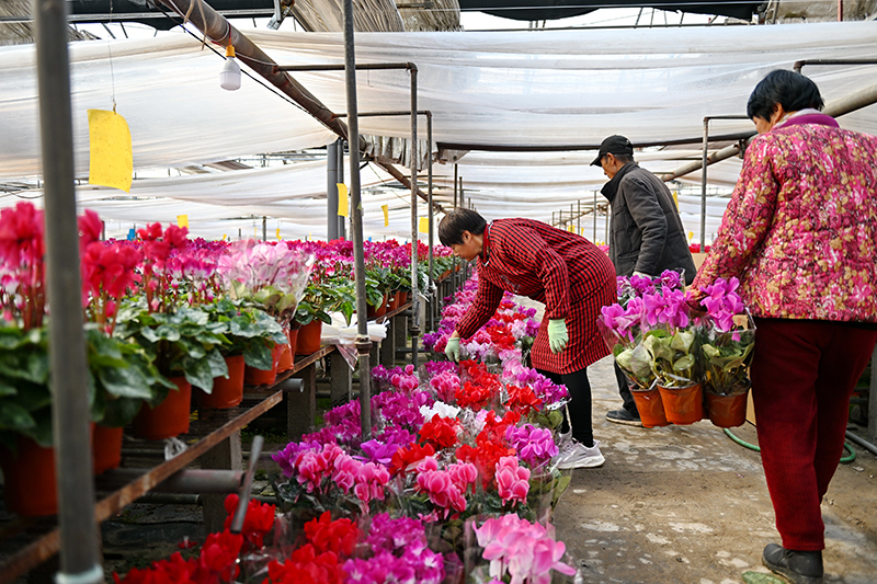 河北栾城：特色种植拓宽农民增收路