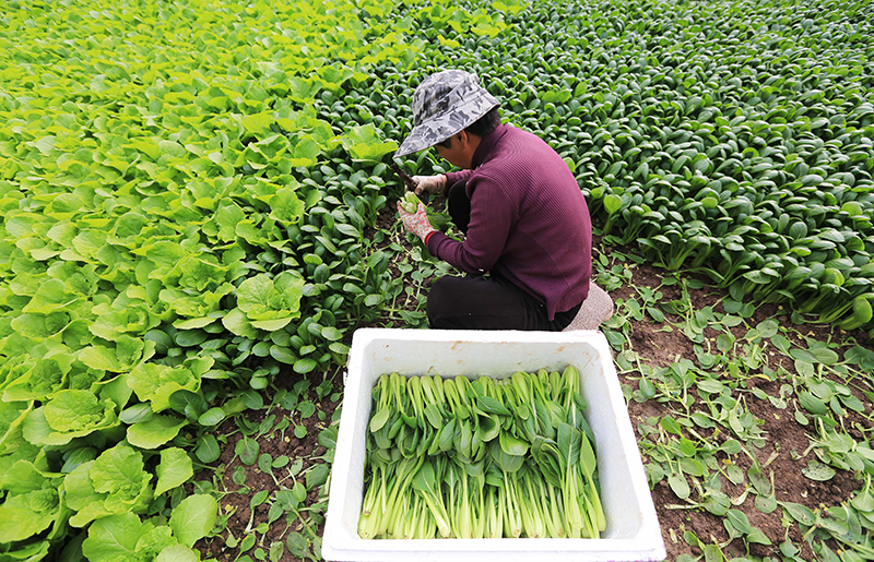 隆冬时节农事忙