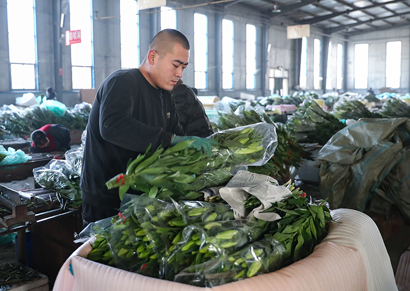 辽宁凌源：鲜花产业助农增收