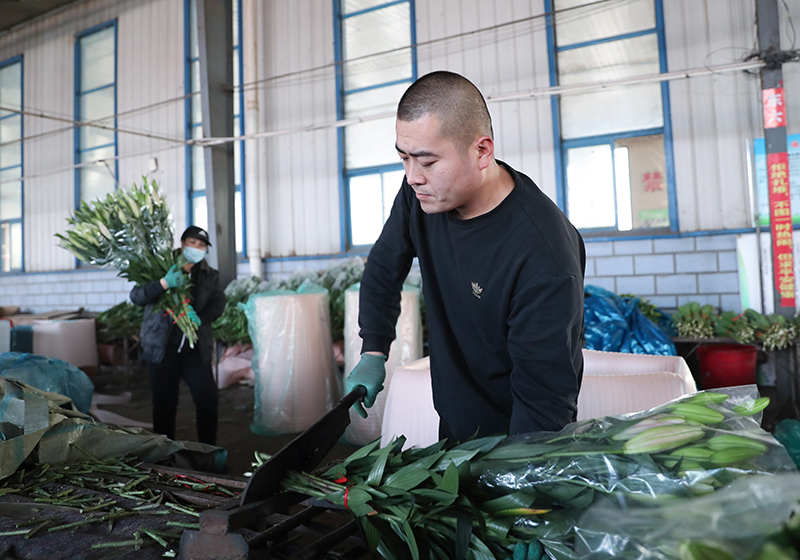辽宁凌源：鲜花产业助农增收