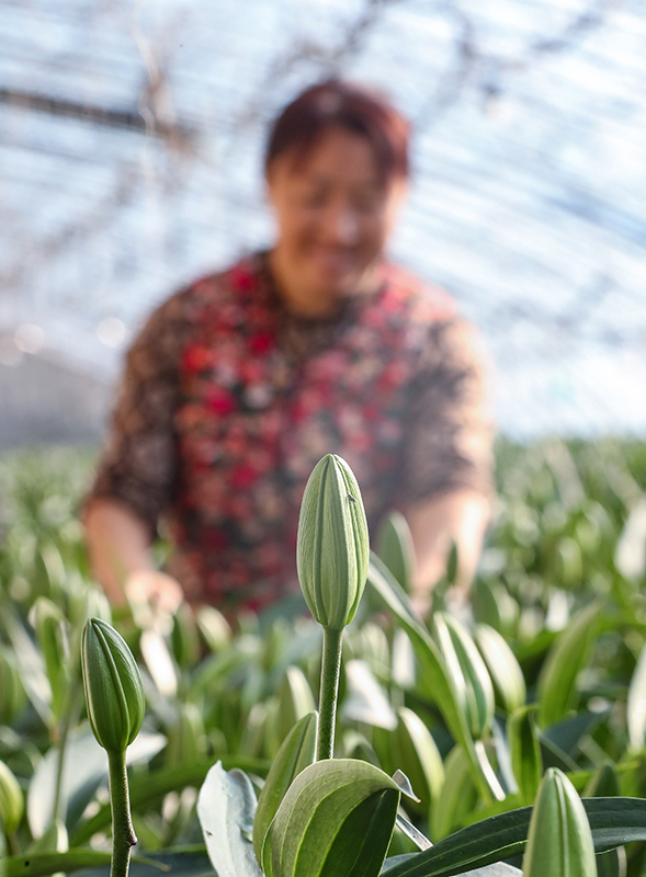 辽宁凌源：鲜花产业助农增收