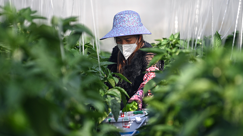 广西合浦：冬菜壮 供给足