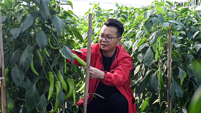 广西合浦：冬菜壮 供给足