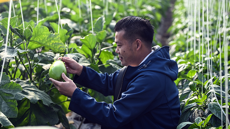 广西合浦：冬菜壮 供给足