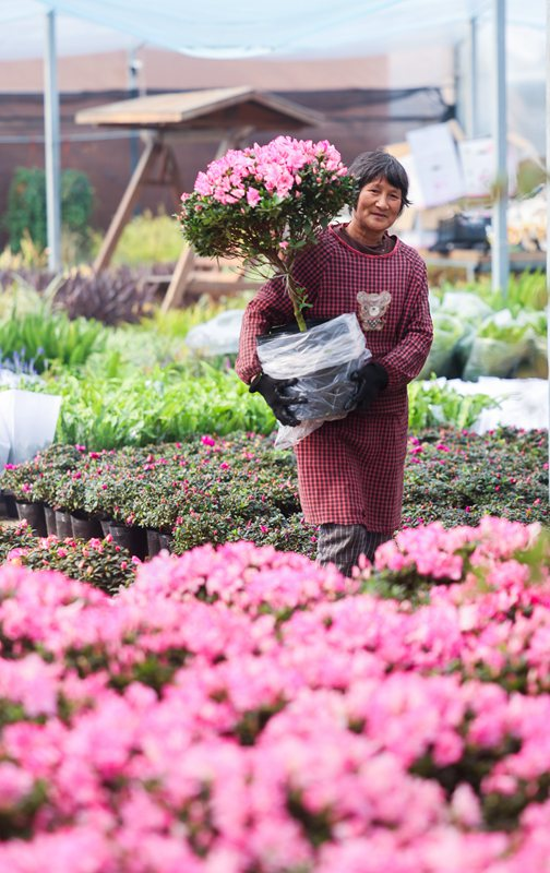 年宵花开启销售旺季 五彩花卉扮靓新年