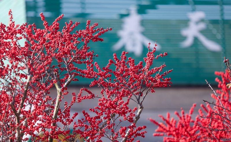 年宵花开启销售旺季 五彩花卉扮靓新年