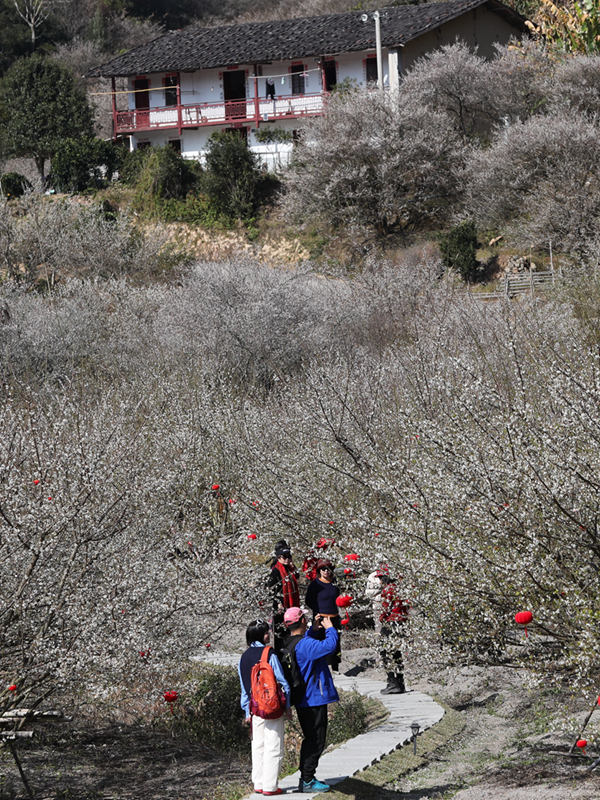 福建永泰：梅花飘香迎客来