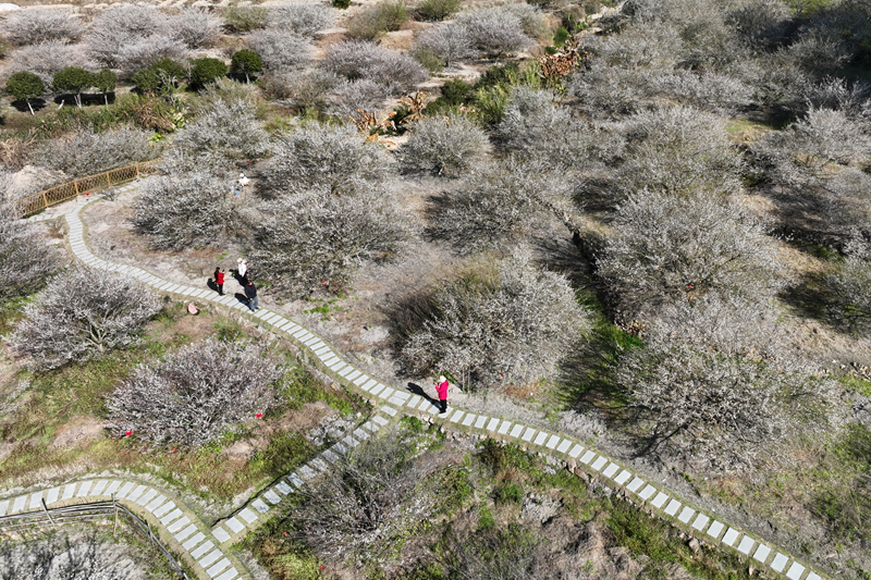 福建永泰：梅花飘香迎客来