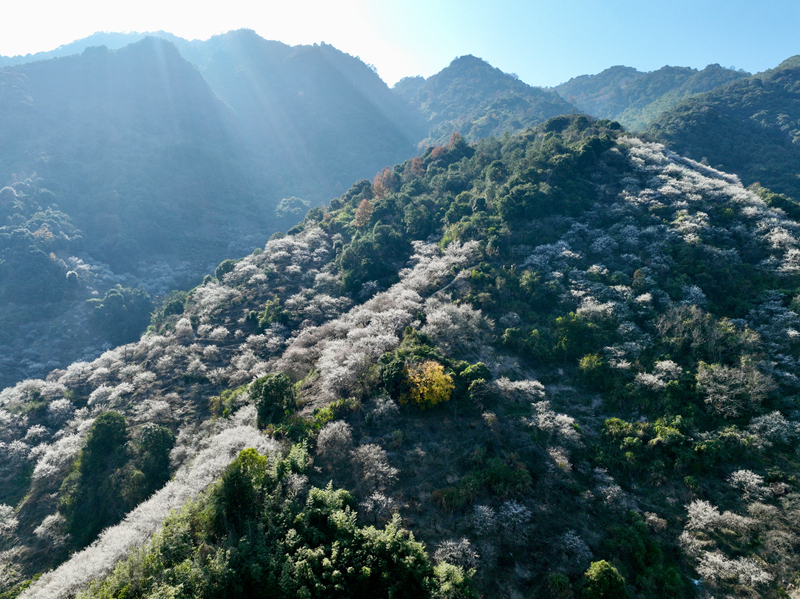 福建永泰：梅花飘香迎客来