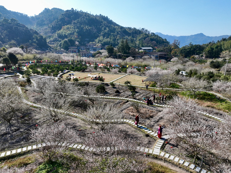 福建永泰：梅花飘香迎客来