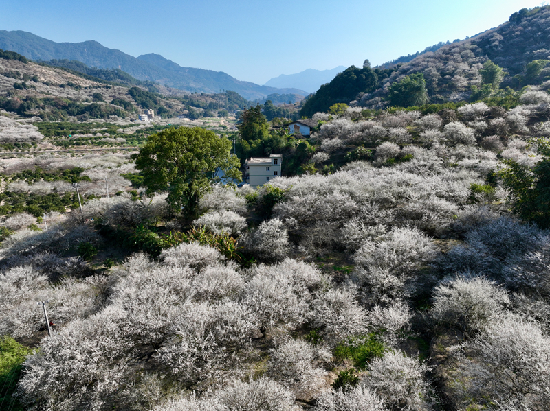 福建永泰：梅花飘香迎客来