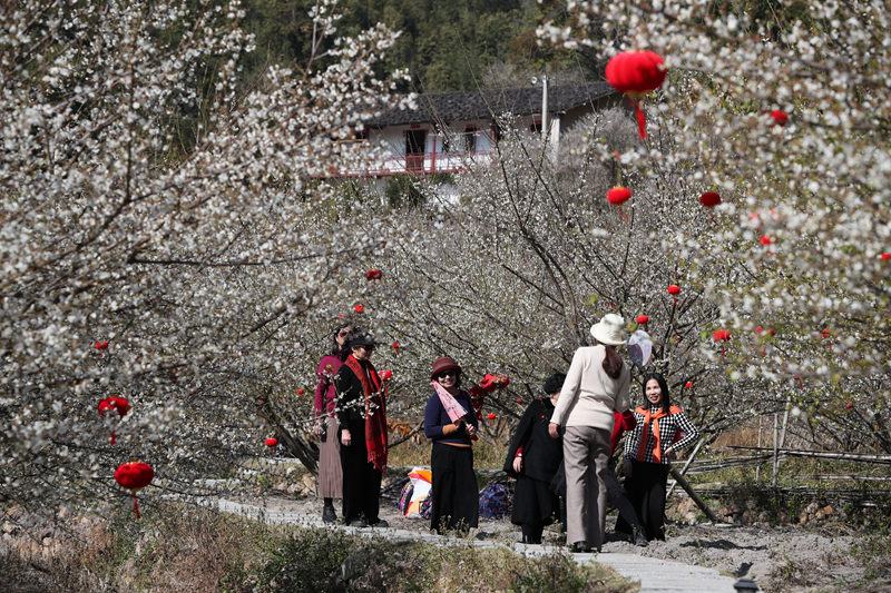 福建永泰：梅花飘香迎客来