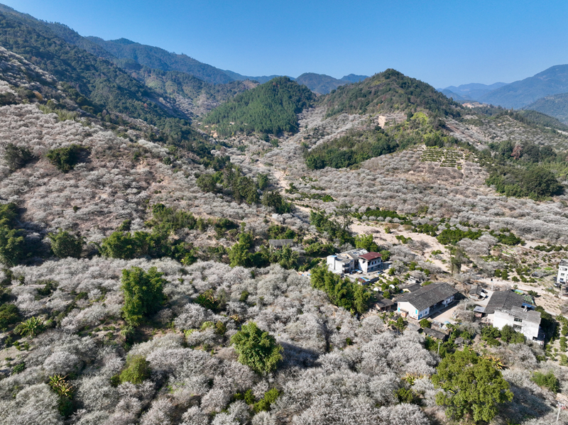 福建永泰：梅花飘香迎客来