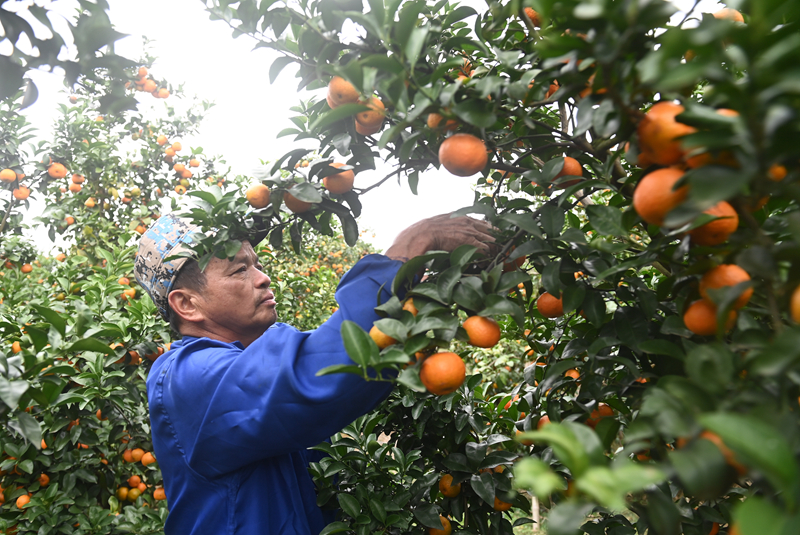 广西南宁：橘熟上市正当时