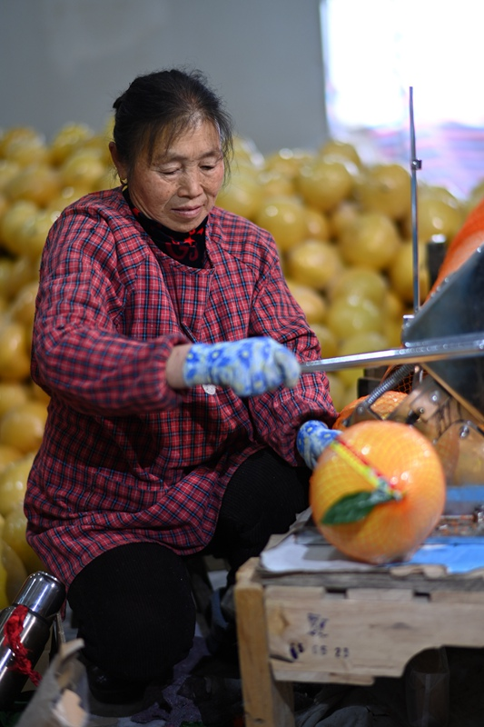 贵州岑巩：大山里的水果乘上中欧班列