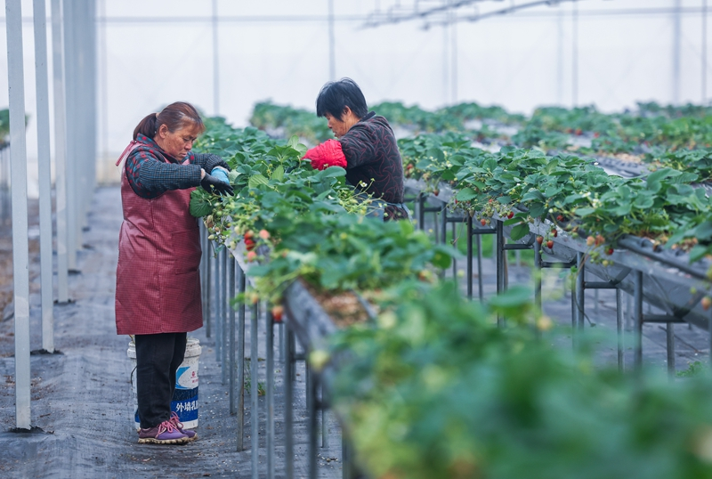 做好田间管理 保障市场供应