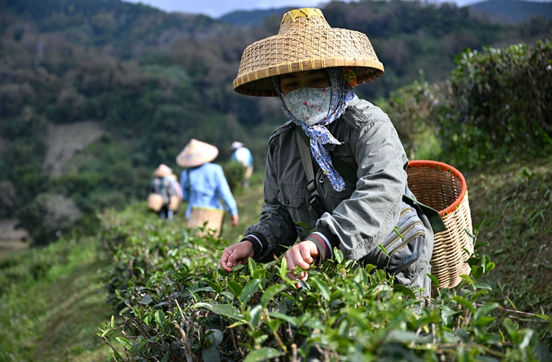 海南五指山早春茶开采