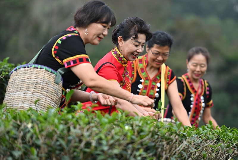 海南五指山早春茶开采