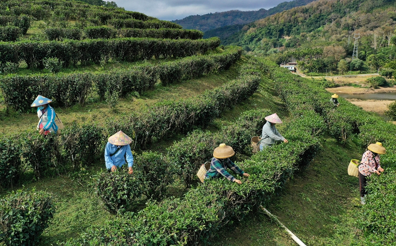 海南五指山早春茶开采