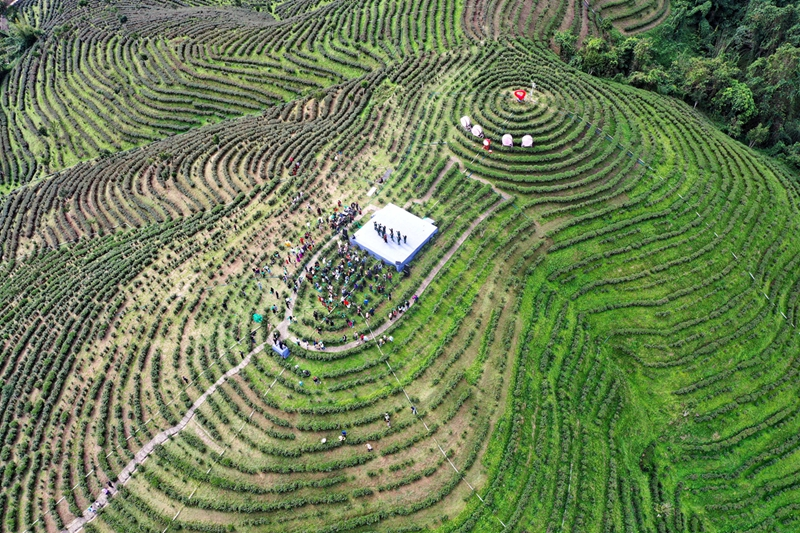 海南五指山早春茶开采
