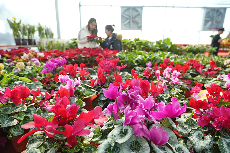 河北滦州：寒冬时节鲜花俏