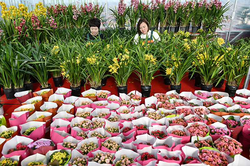 河北滦州：寒冬时节鲜花俏