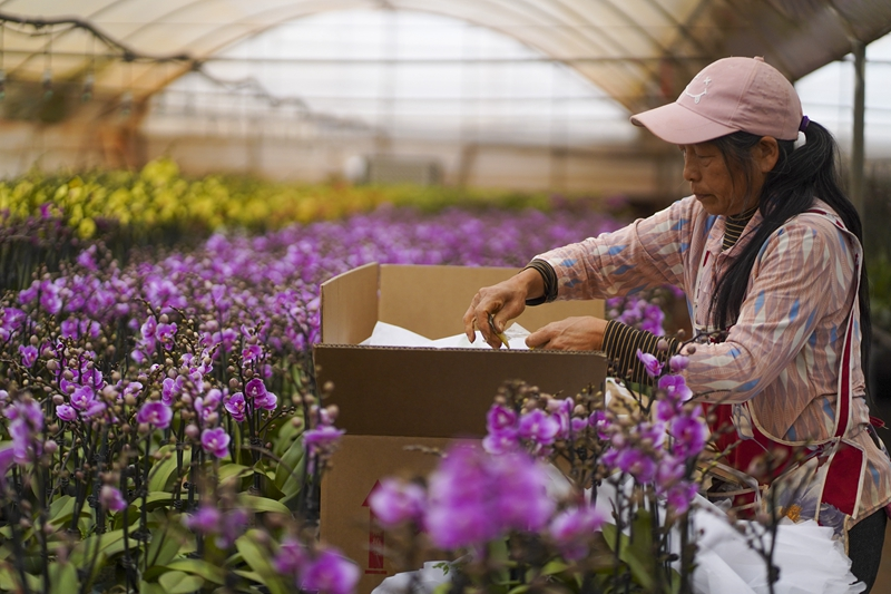 云南晋宁：年宵花走俏