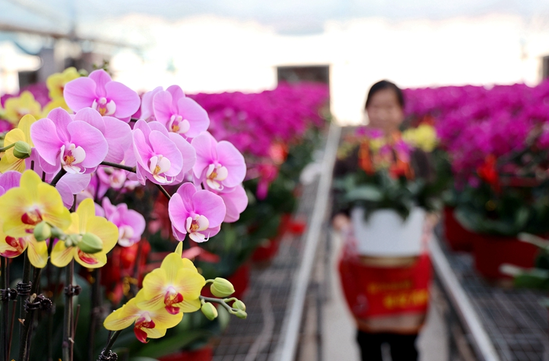 年宵花俏