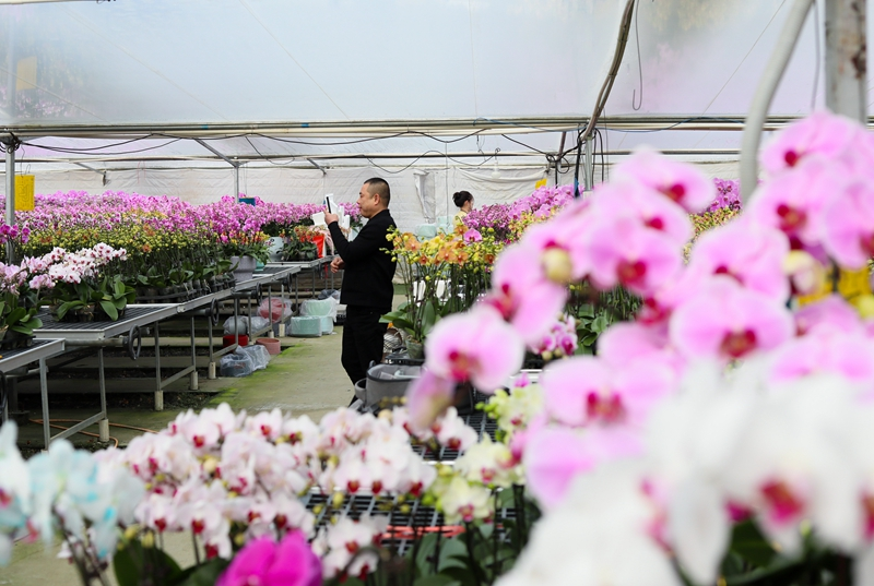 年宵花俏