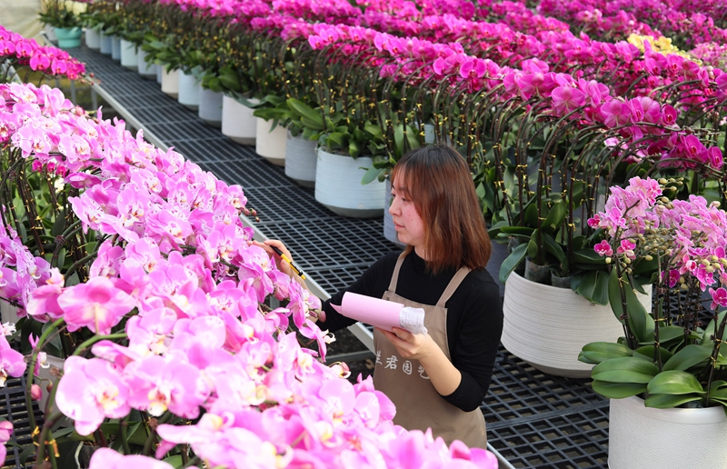 年宵花俏