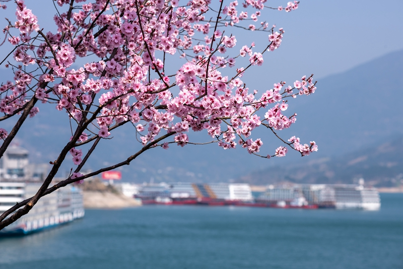 春到三峡