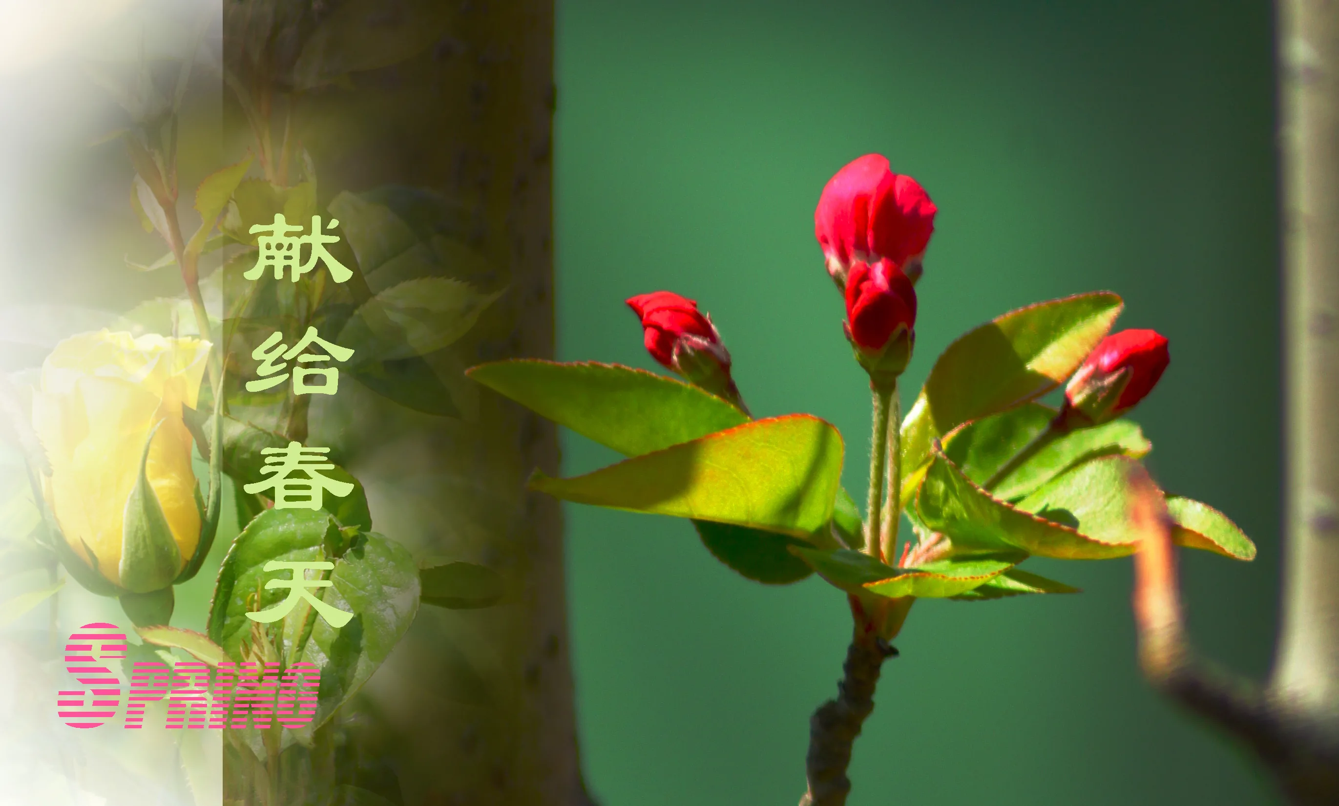 献给春天，献给你