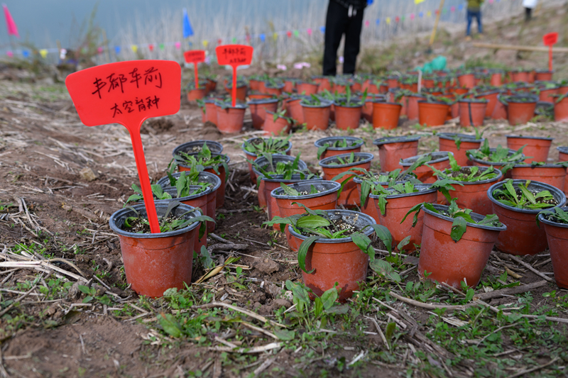 3000株珍稀濒危植物回归三峡库区
