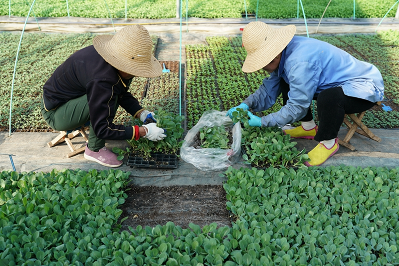 陕西宝鸡：耕耘沃土绘春色