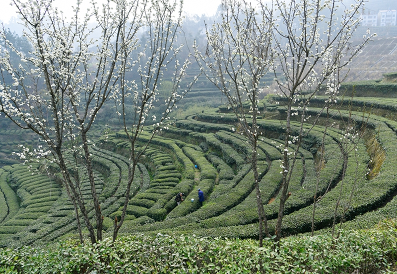三峡库区早春茶开采