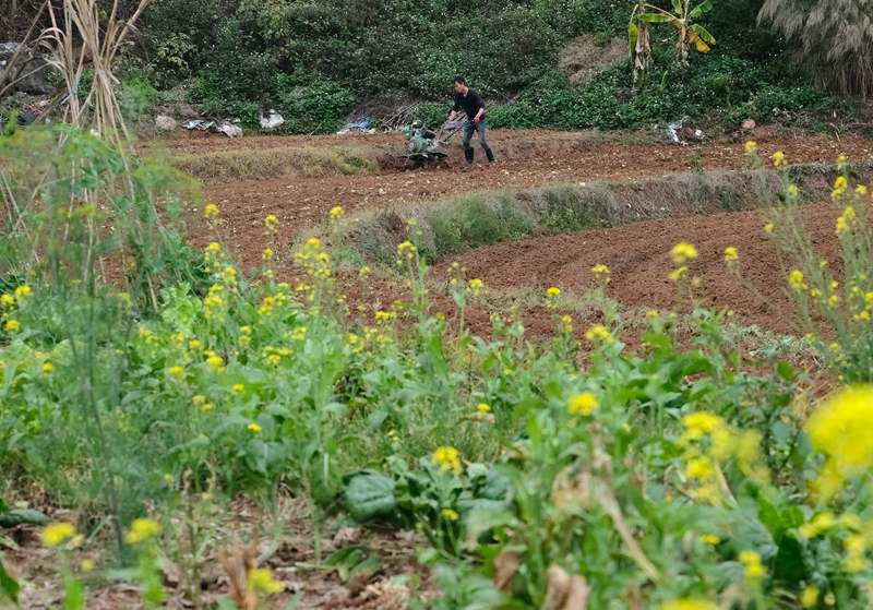 八桂大地春耕忙
