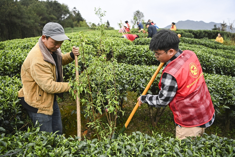 广西昭平：春分茶园农事忙