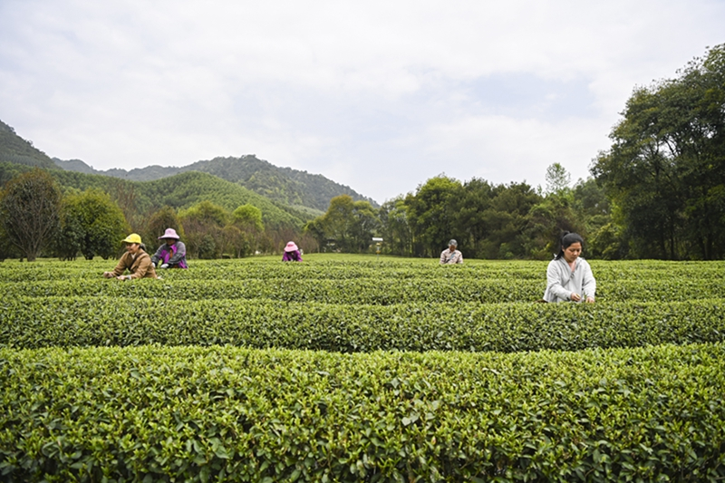 广西昭平：春分茶园农事忙