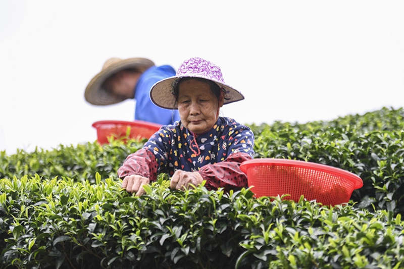 广西昭平：春分茶园农事忙