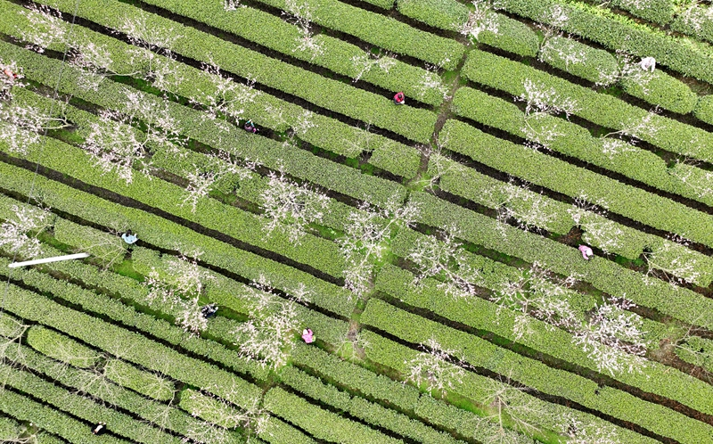 春回大地山河秀