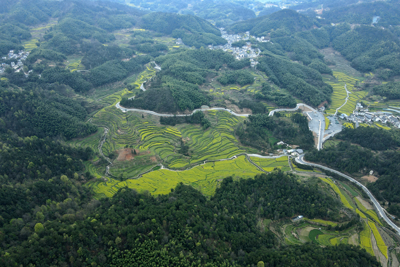 安徽黄山：油菜花开春光美