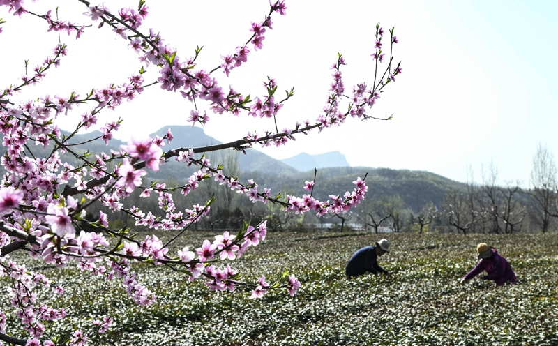 春日采茶忙