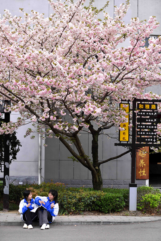 春色明媚芳菲月