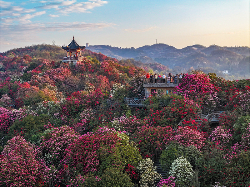 春色明媚芳菲月