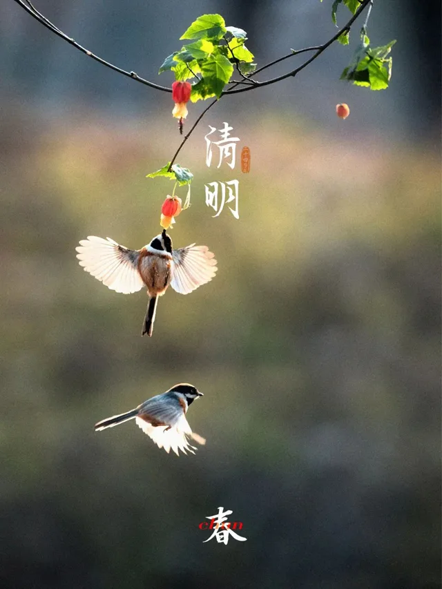 今日清明是二十四节气中的第五个节气
