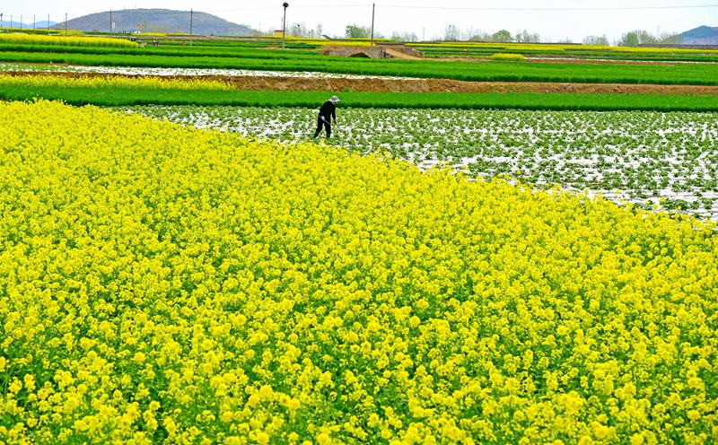 清明时节农事忙