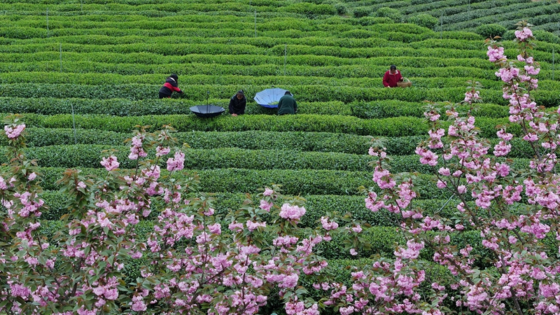 贵州凤冈：“生态茶”产业成为村民增收的重要产业